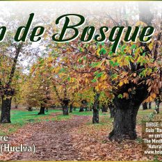 Baño-de-Bosque-Castaño 2