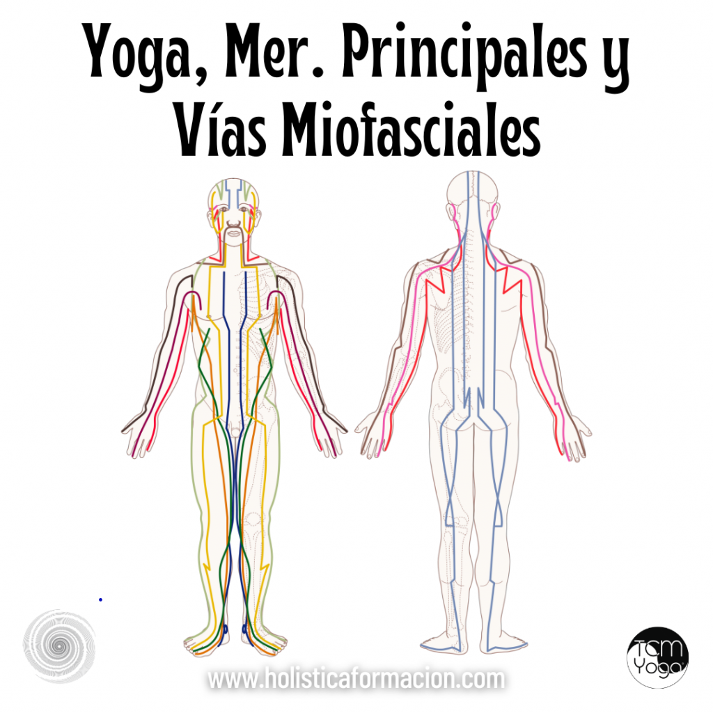 Yoga, Meridianos Principales y Vías Miofasciales